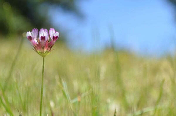 Trifolium willdenovii | Seaside or Tomcat Clover | 5 Seeds