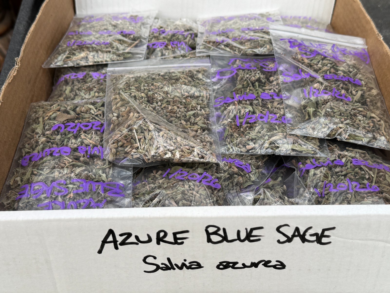 BULK SEEDS!…Salvia azurea…Blue Sage/Pitcher’s Sage…QTY/bag=500