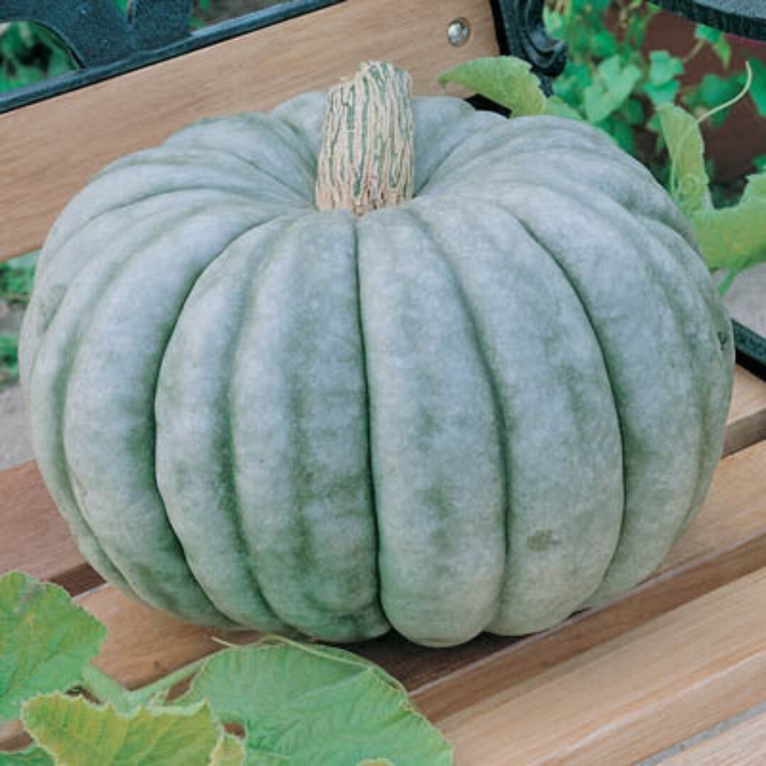 Jarrahdale Blue Pumpkin | 5 Seeds | Jarradale Queensland Cinderella Doll 2023
