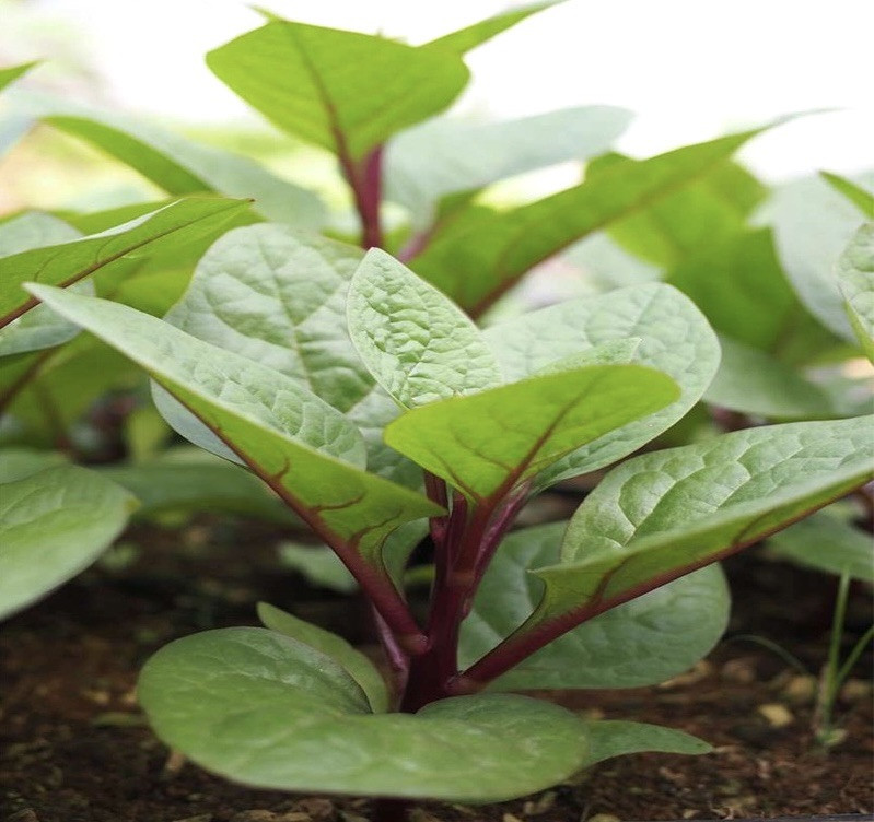 Red Malabar Spinach, Basella Alba – 5 small bare-root plants about 2-3”
