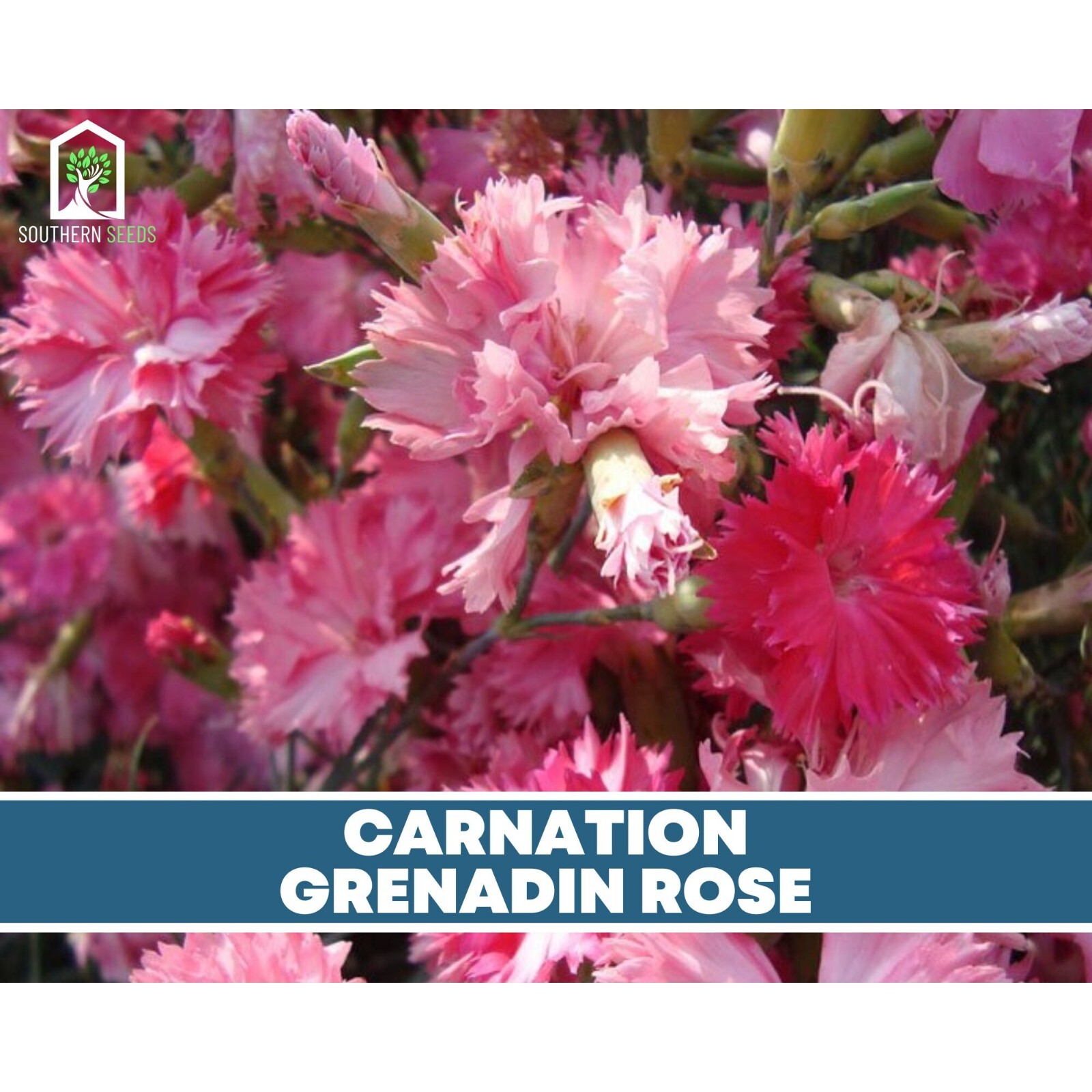Carnation, Grenadin Rose – 25 Seeds (Dianthus carophyllus)