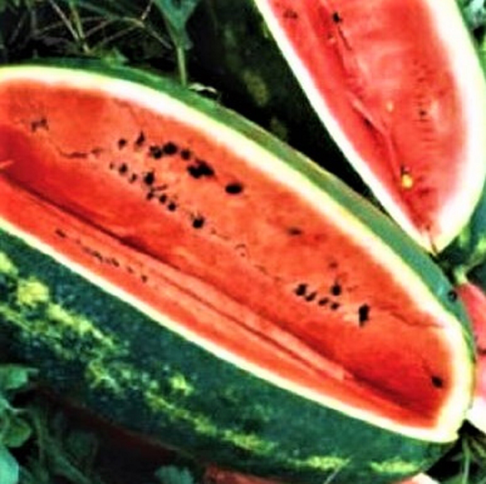Congo Watermelon Seeds 25 SEEDS NON-GMO –BUY 4 ITEMS FREE SHIPPING