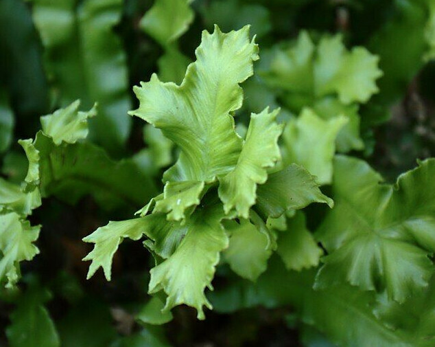 CRESTED TONGUE FERN 1000 SPORES (SEEDS) COLD HARDY mariesgreengarden