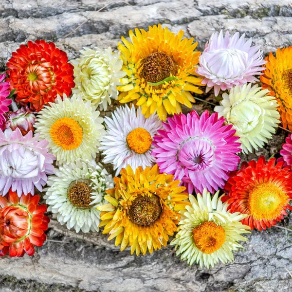 300 TALL STRAWFLOWER FLOWER MIX SEEDS ~ heirloomseedguy ~ 2026 ~ NON-GMO