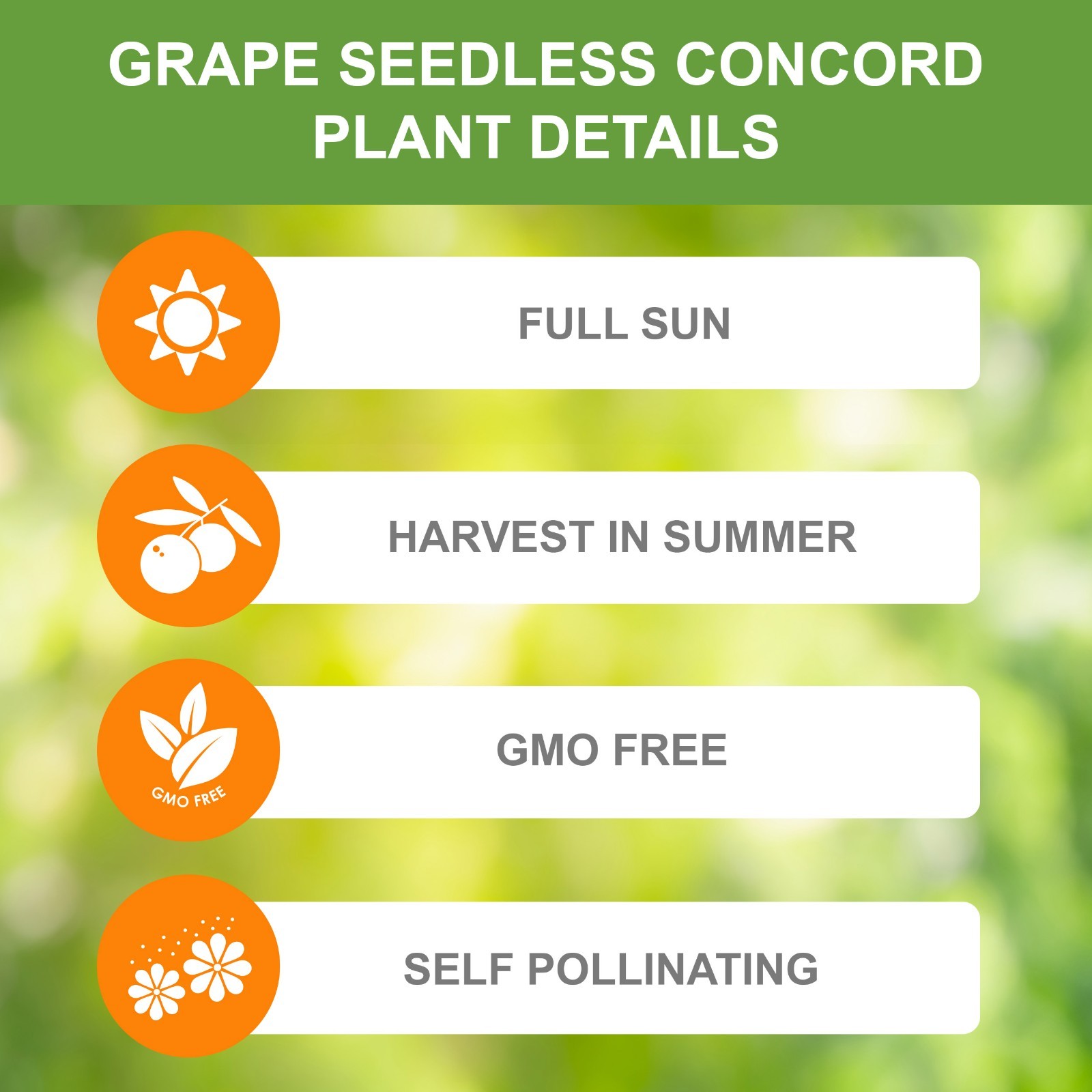 Garden State Bulb Concord Seedless Grape Bare Root for Planting, Non-GMO