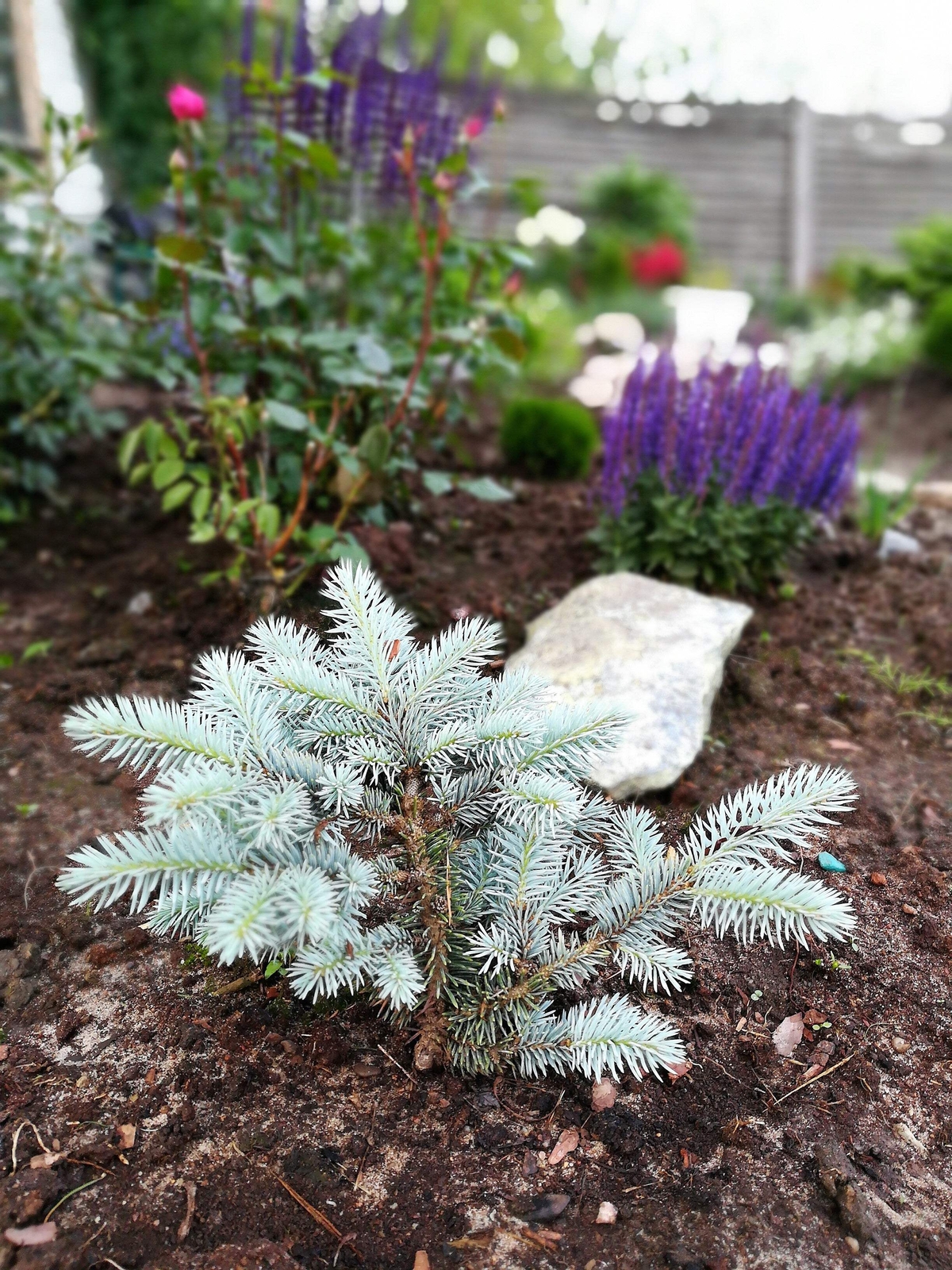 50 Colorado BLUE SPRUCE Tree Picea Pungens Glauca Christmas Tree Silver Seeds