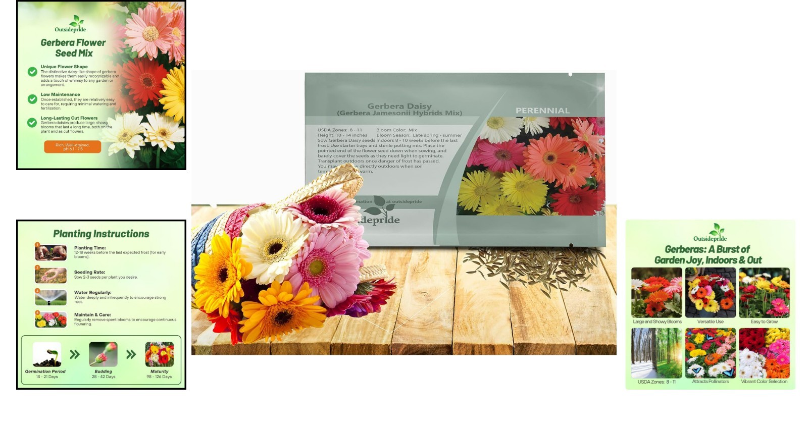 100 Heirloom Hybrid Gerbera Seeds – Beautiful Blooms for Spring to Fall Beauty
