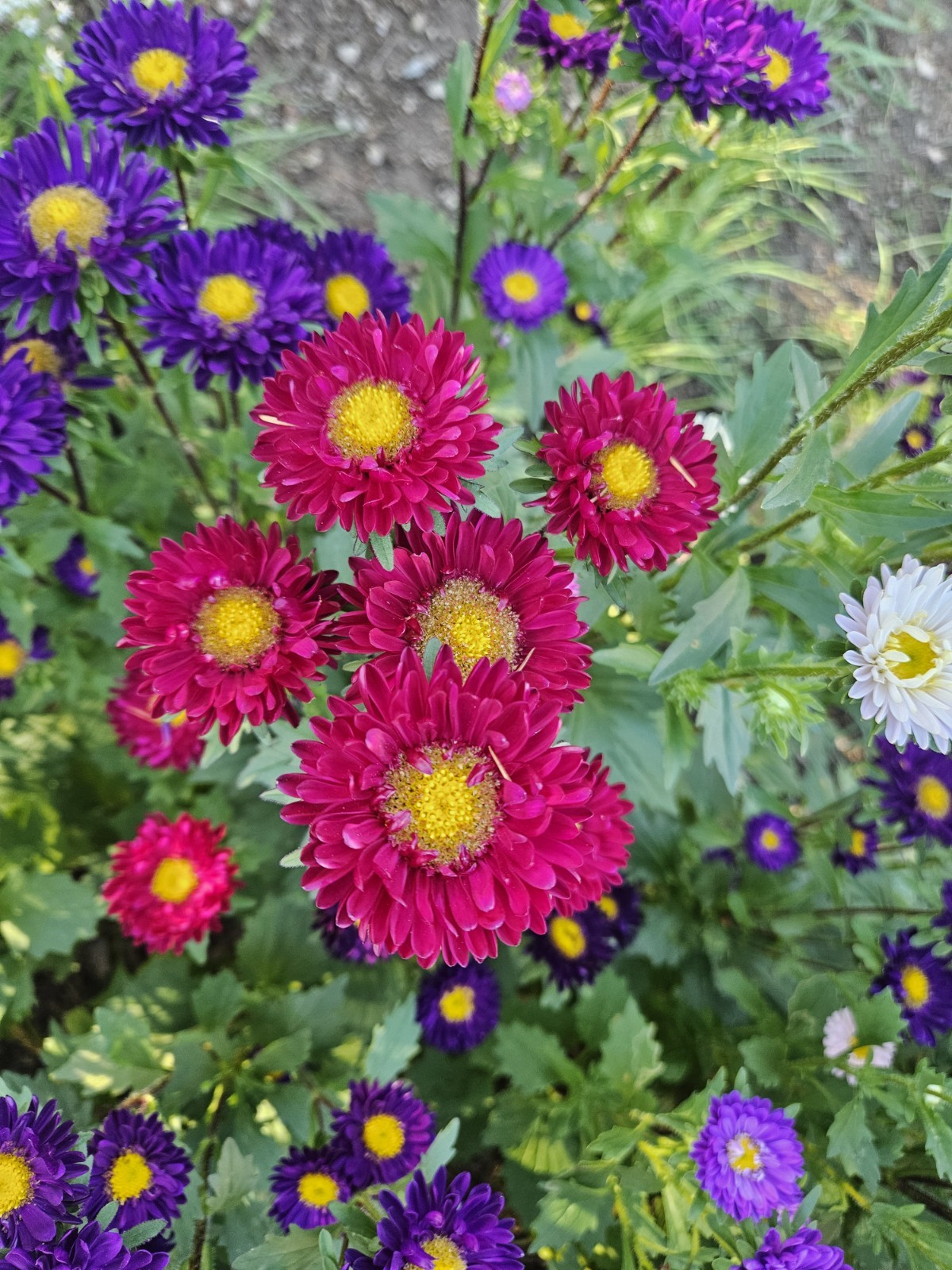 China Aster Seeds- 400+ Single Mix Flower Mixed Colors: Shades Of Pink & Purple