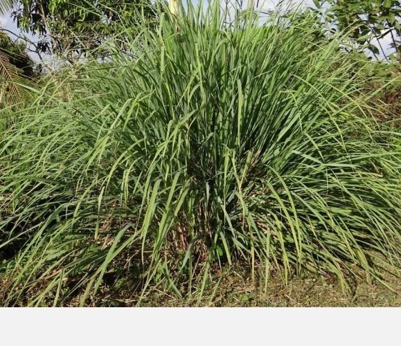 LEMONGRASS 20+ SEEDS MOSQUITO REPELLENT HEIRLOOM LEMON GRASS USA seller