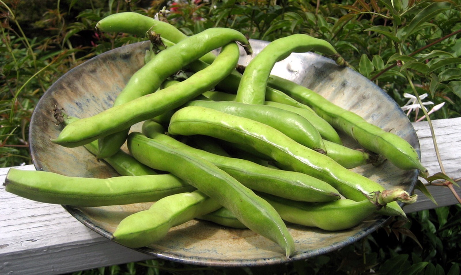 Organic Fava Bean {Vicia faba} Fast Growing | 15 seeds Free Shipping!