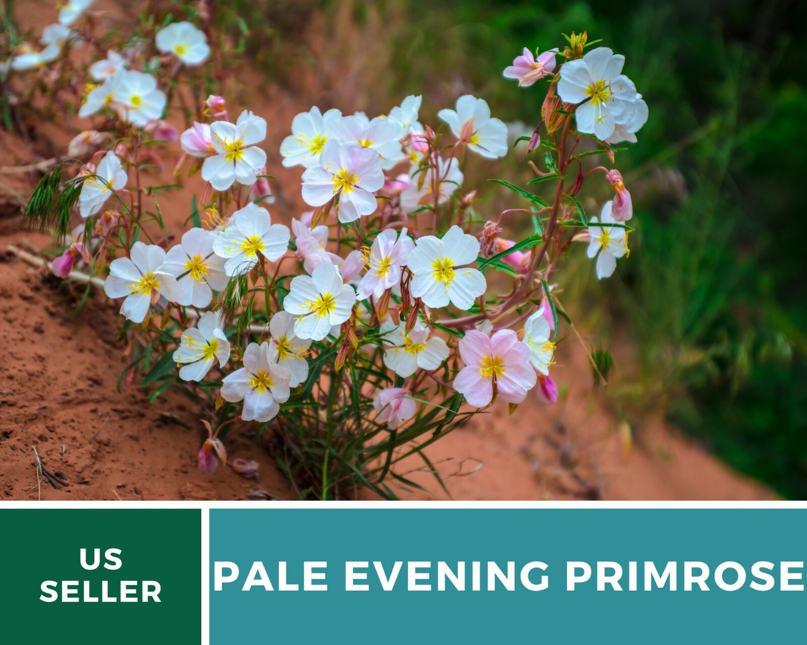 Evening Primrose, Pale – Heirloom Seeds – GMO Free (Oenothera pallida)