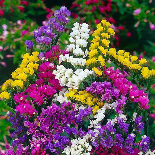 Statice PACIFIC MIX Traditional Cut Flowers Dried Arrangements Non-GMO 100 Seeds