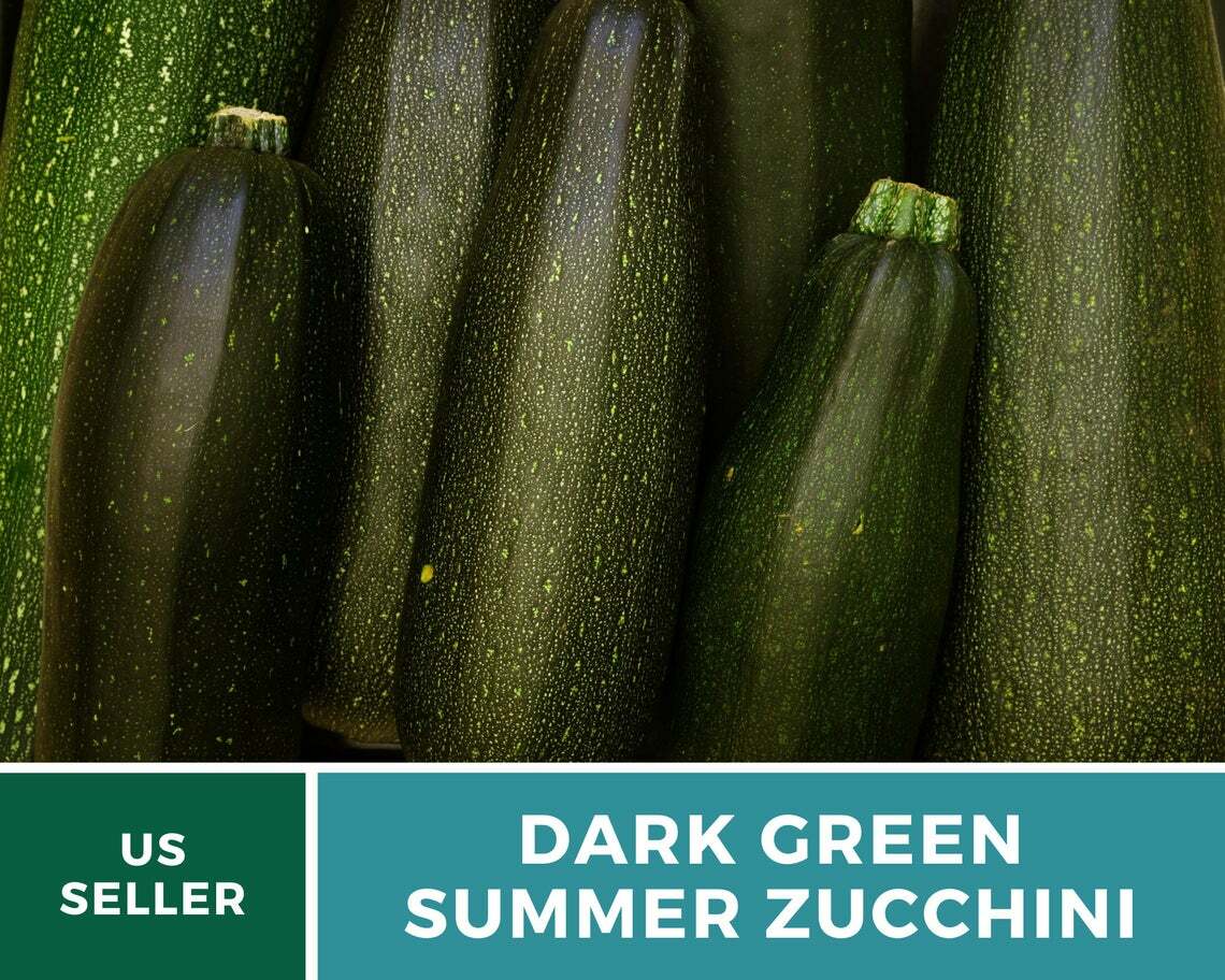 Squash, Dark Green Zucchini Summer – 25 Seeds – Heirloom (Cucurbita pepo)