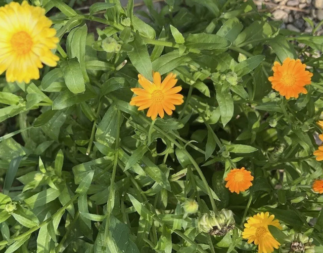 Calendula English Pot Marigold Seed Mix – Non-GMO / Heirloom – Free Shipping