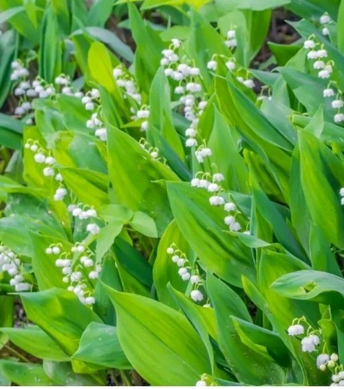 5 LILY OF THE VALLEY~CONVALLARIA MAJALIS~LIVE PLANTS~ROOTED PIPS~FRAGRANT!!