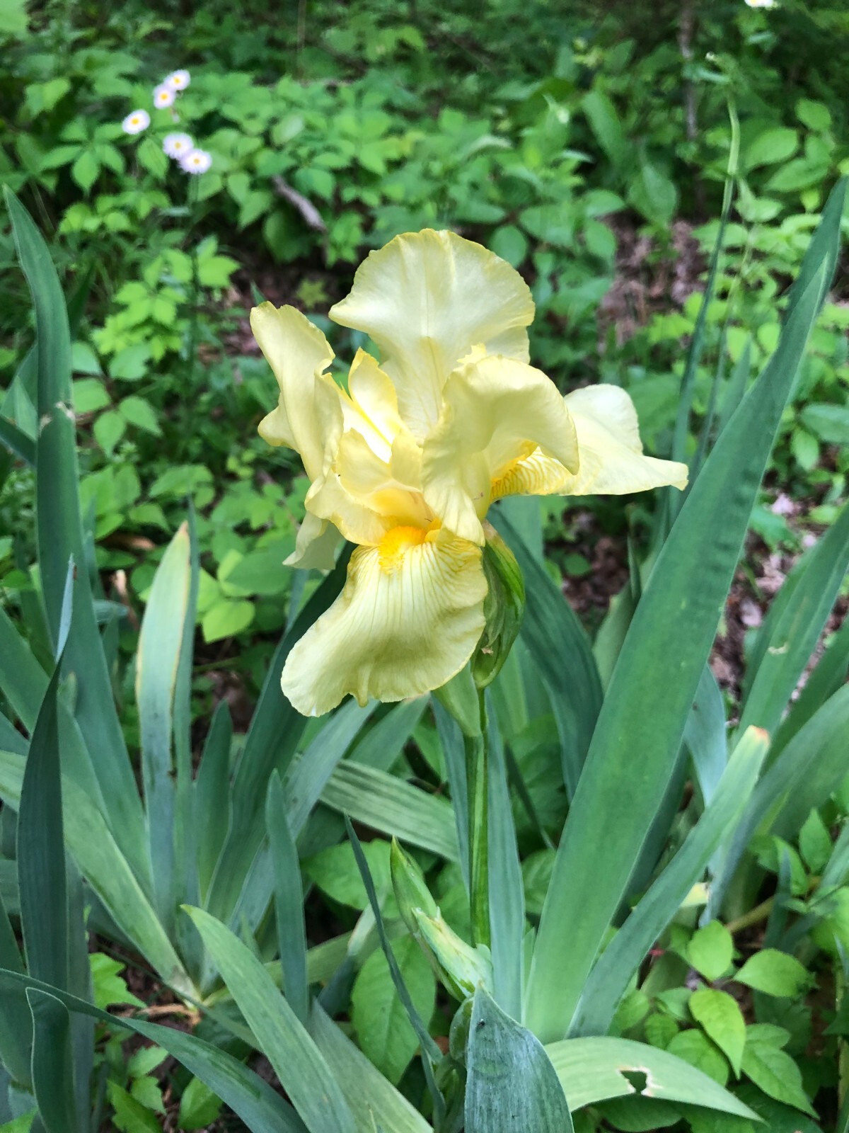 Yellow Bearded Iris BULB SPRING FLOWER (Bonus Gift)