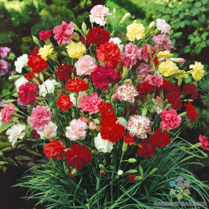 200+ Grenadin Double Mix Carnation Seeds for Garden – USA – FREE SHIPPING!