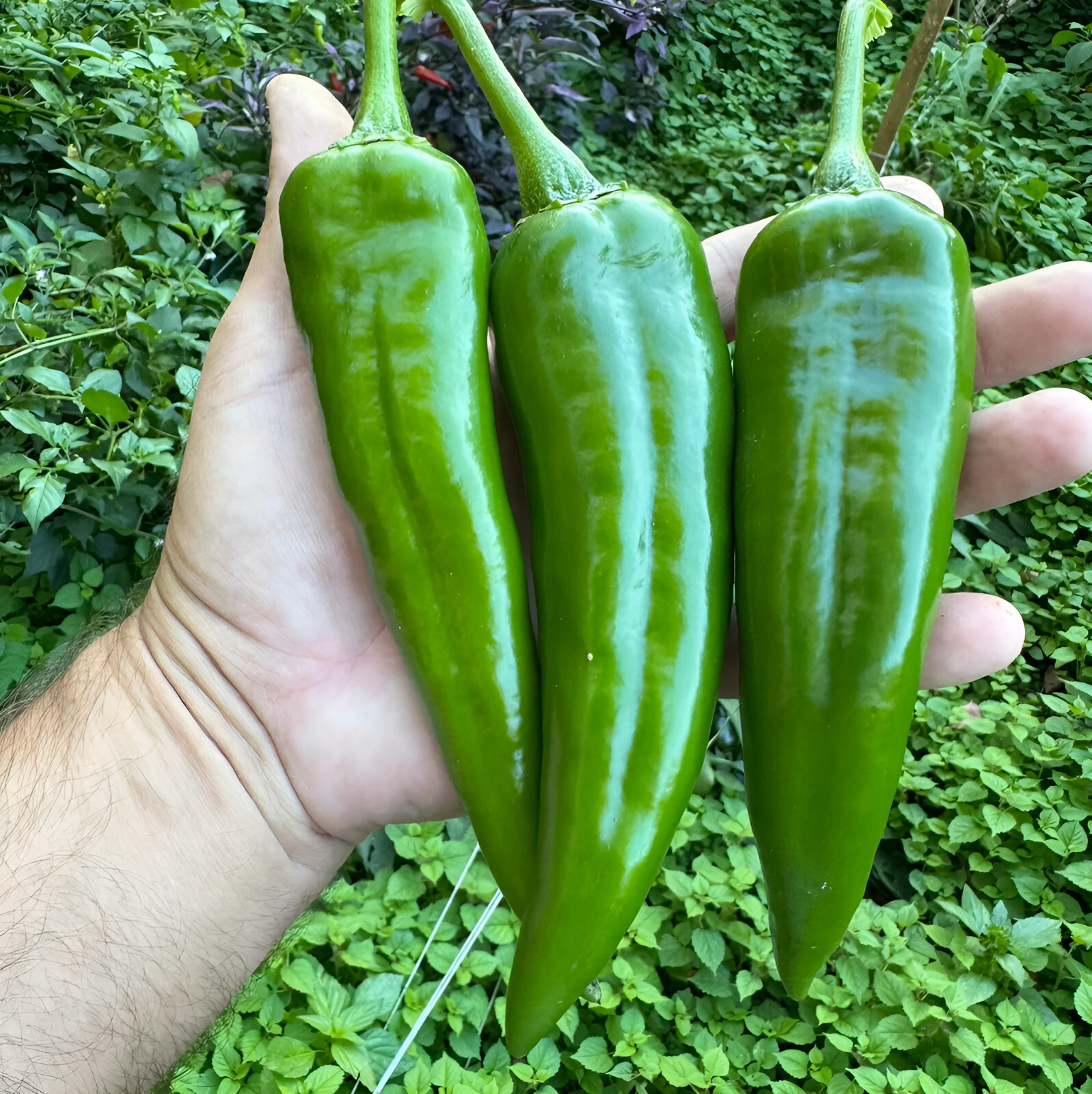 100 Heirloom NuMex Ms. Junie Hatch Chile Pepper Seeds – Sweet & Heat 9000shu