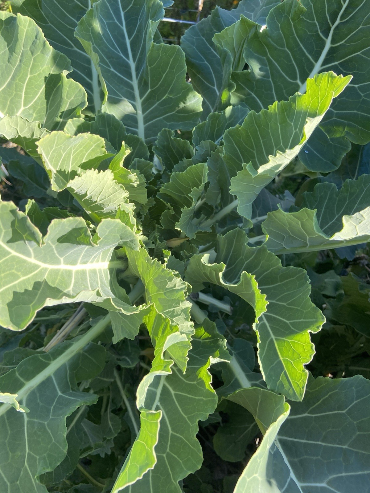 TREE COLLARD SEEDS – 100+ seeds – California variety “MONTARA” – 7 feet tall