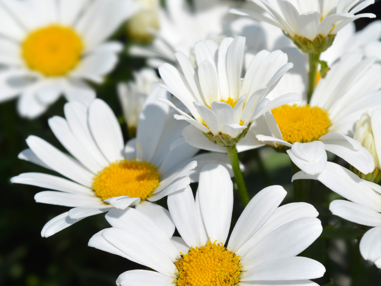 100 Seeds| Shasta Daisy Seeds #N009