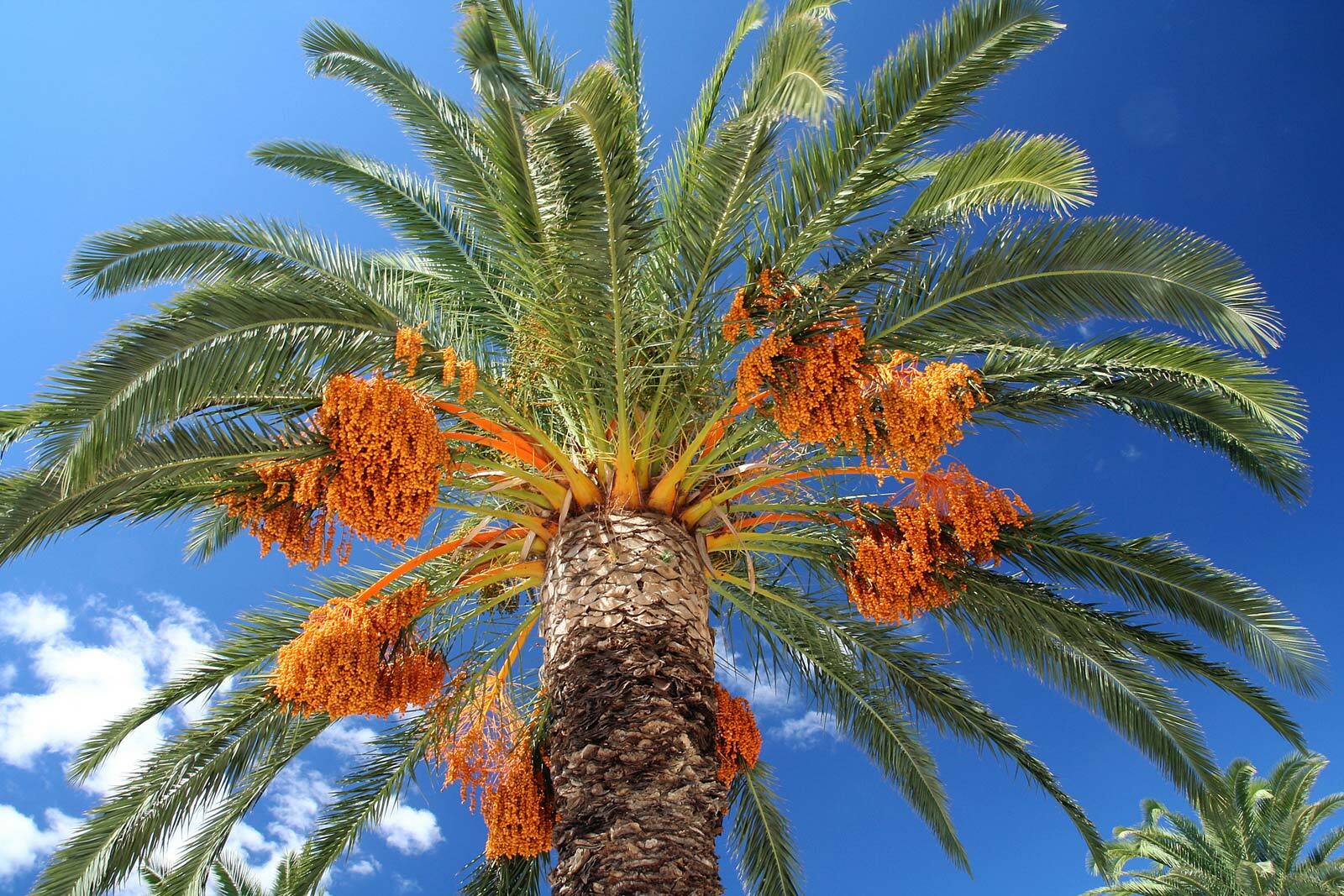 MEDJOOL DATE PALM TREE SEEDS, Phoenix Dactylifera, Edible Fruit – 10 Seeds (011)
