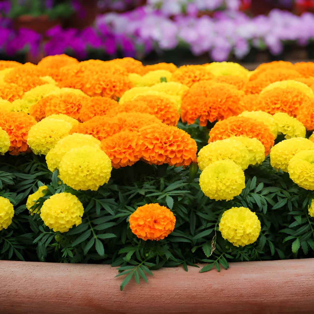 220 African Marigold Seeds: Crackerjack – Beautiful Orange and Yellow Blooms