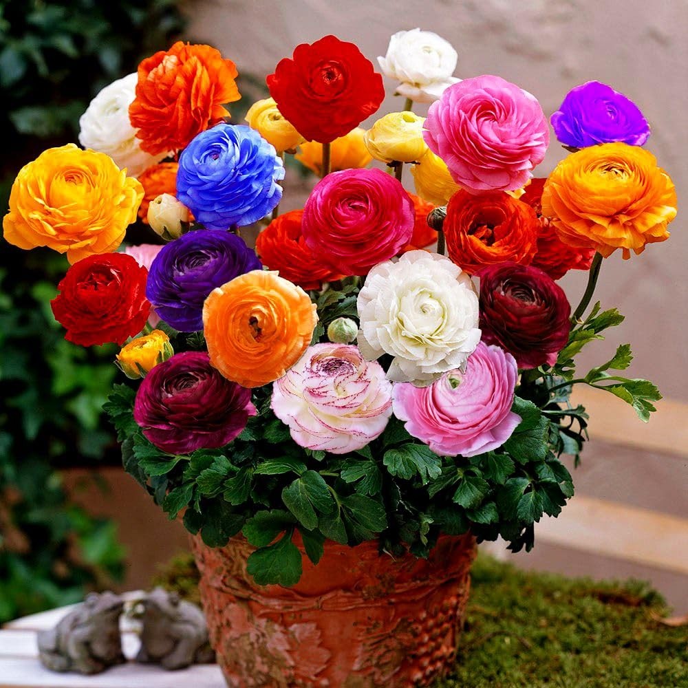 Mixed Peony Ranunculus Bulbs- Persian Buttercup -10 Corms Bulbs Flowering Blo…