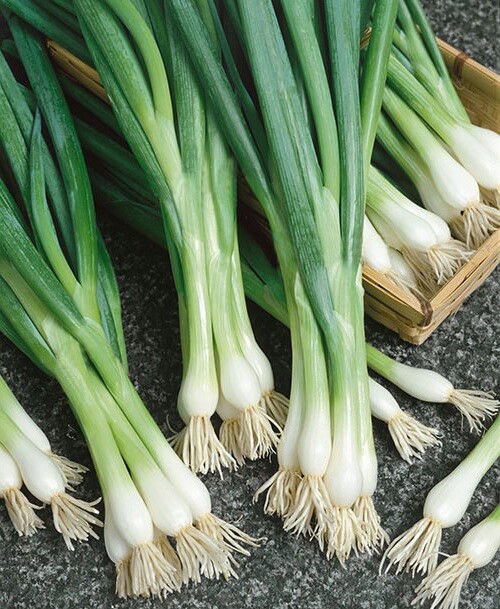 White Lisbon Bunching Onion 100 – 2000 Seeds Green Scallions Spring Salad Garden