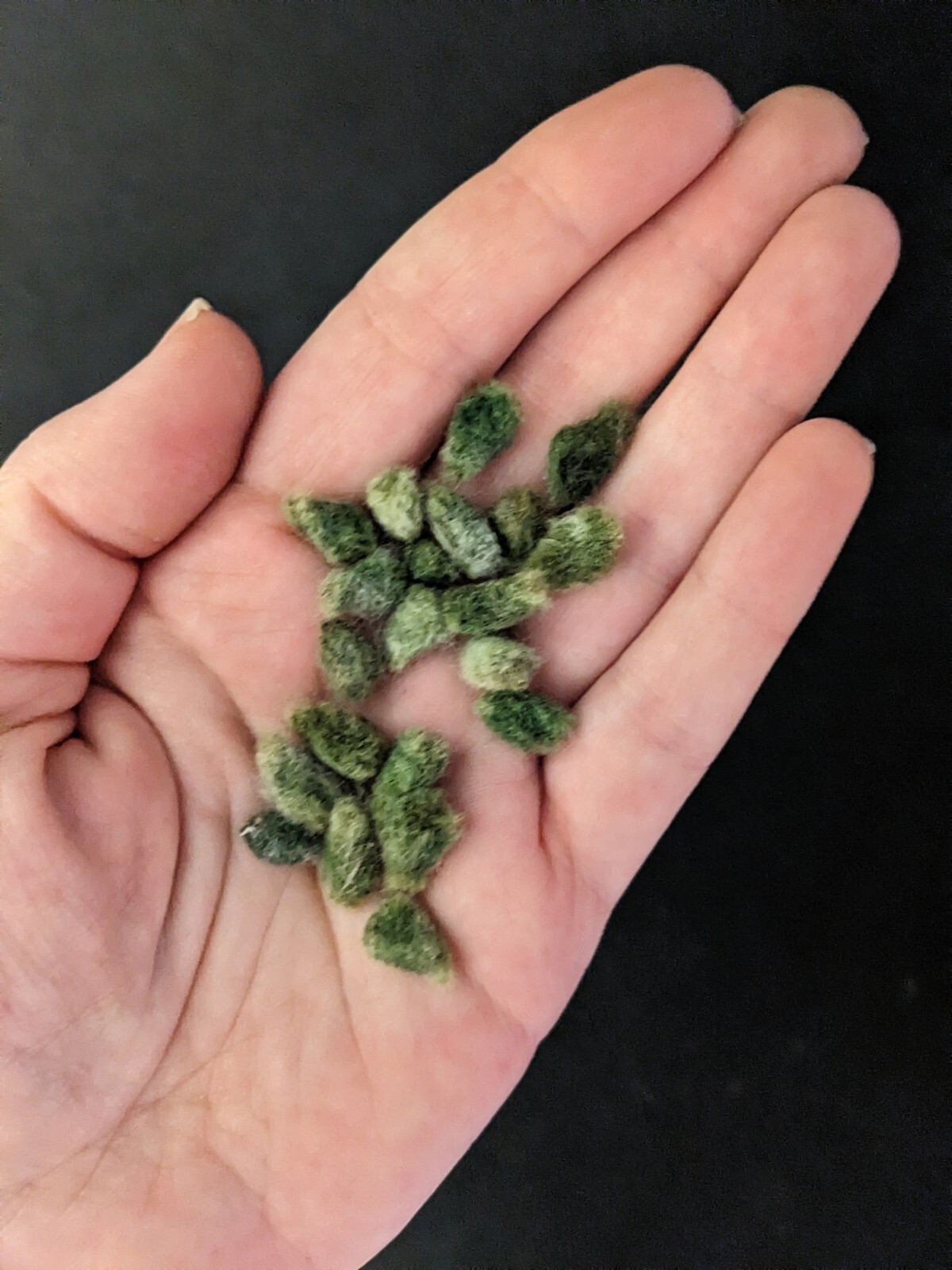 10 FRESH Erlene’s Green Cotton Seeds, Gossypium hirsutum