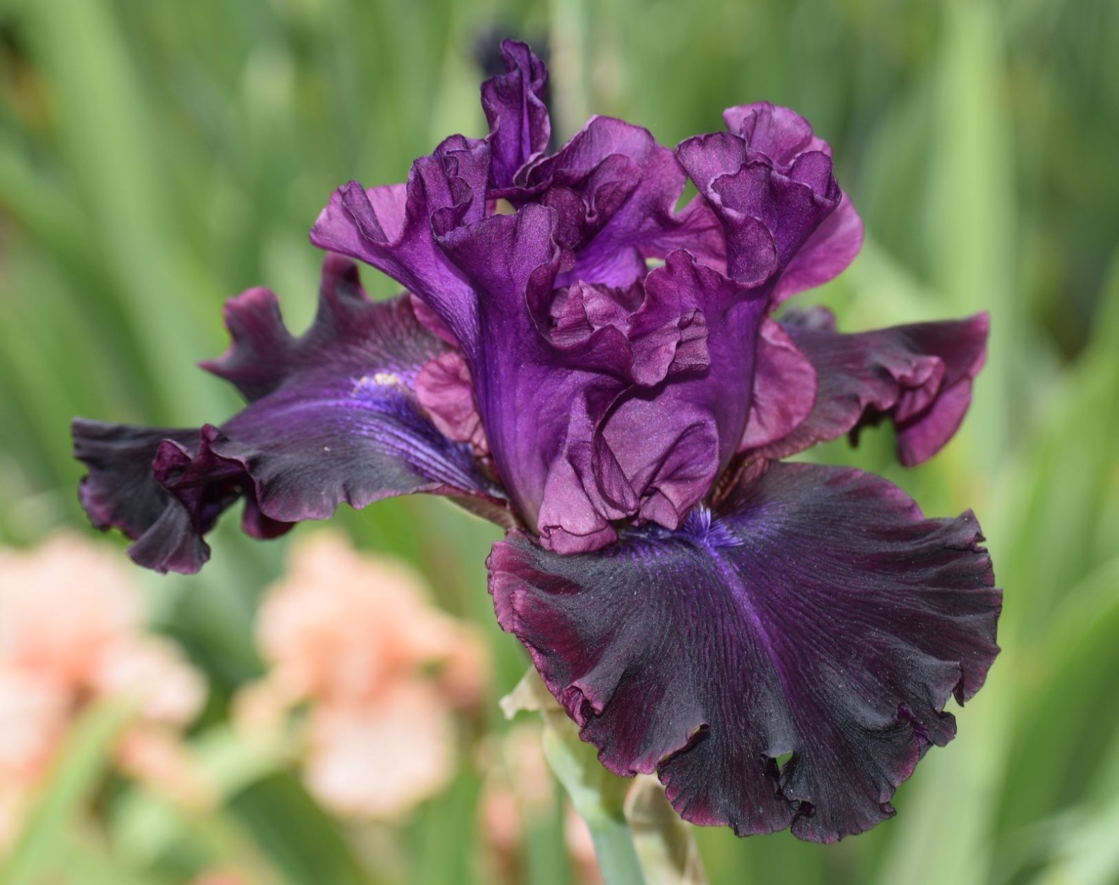 private listing ‘ Tall Bearded Iris Rhizome PRE-SALE to Ship Aug/Sept