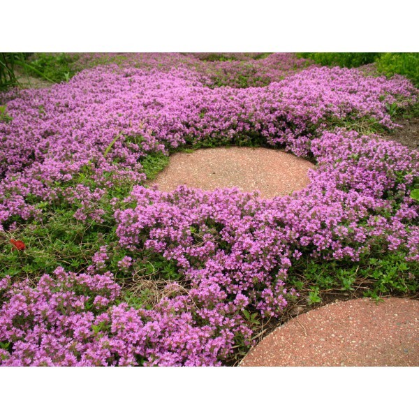 Dwarf Creeping Thyme Seeds, Thymus Serpyllum, Ground Cover, FREE SHIPPING