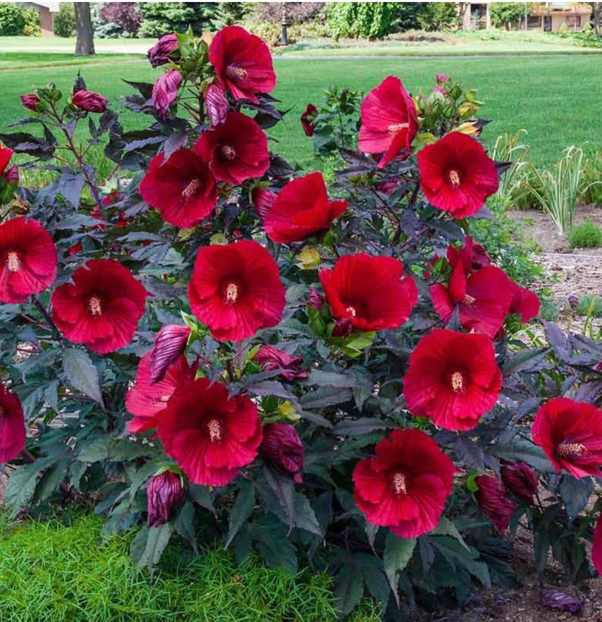 Midnight Marvel Hardy Hibiscus-SMALL ROOTED STARTER Plant-Hibiscus moscheuto