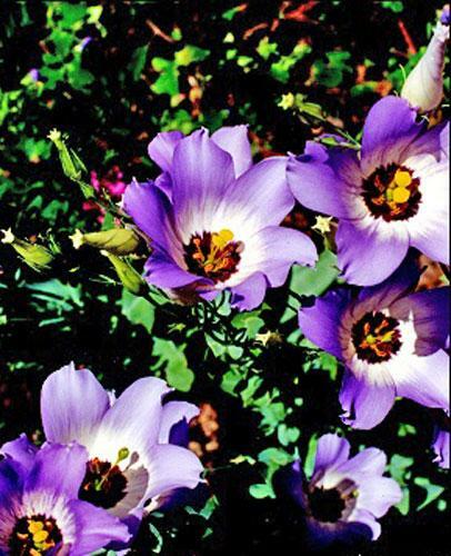 Eustoma grandiflorum | Lisianthus | Prairie Gentian | Texas Bluebell | 20 Seeds