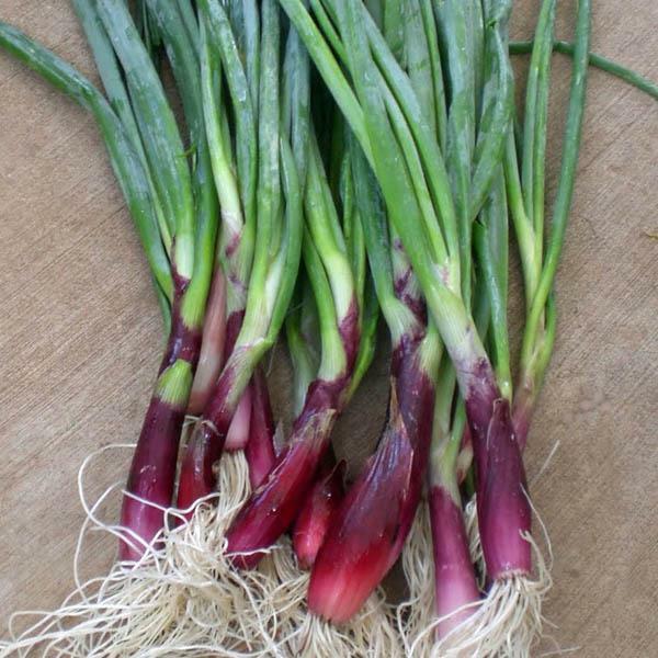 ***On Order*** 200 Red Welsh Bunching Onion Seeds, HEIRLOOM, NON-GMO