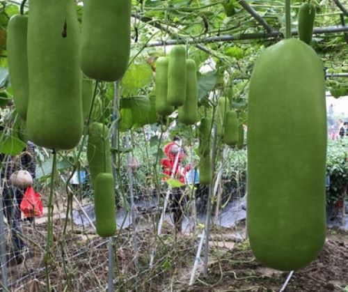15+Calabash Bottle Gourd Seeds Chinese Pugua Nam Tao Yao Lauki Opo Vegetable USA