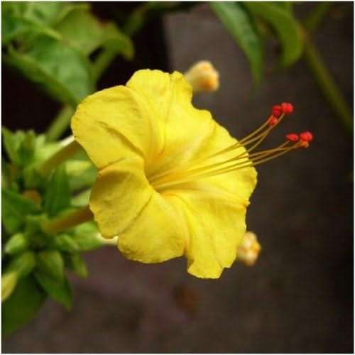 Yellow Four O’ Clock Seeds For Planting (Mirabilis jalapa)