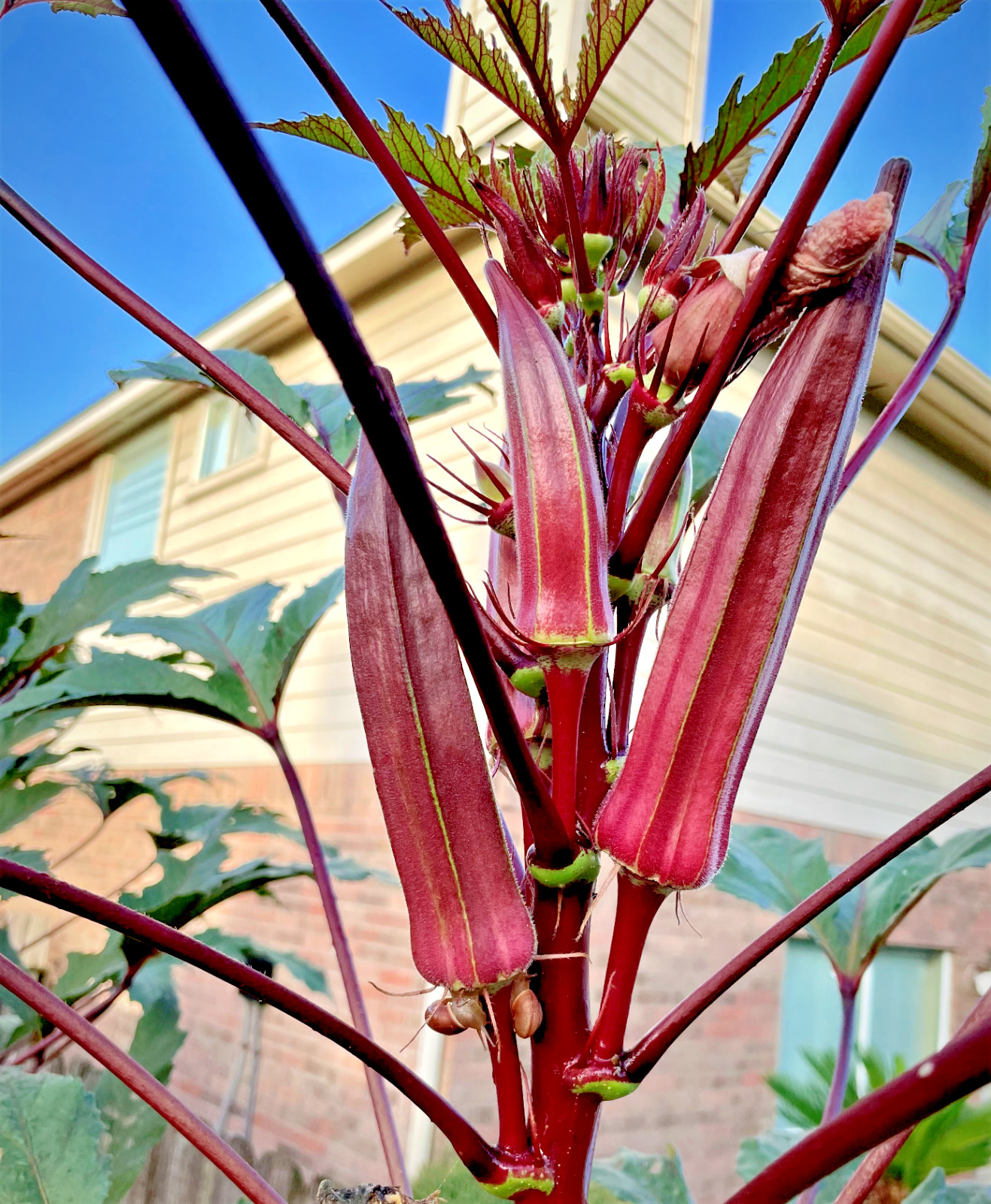 50+ Organic Purple Burgundy Okra Seeds