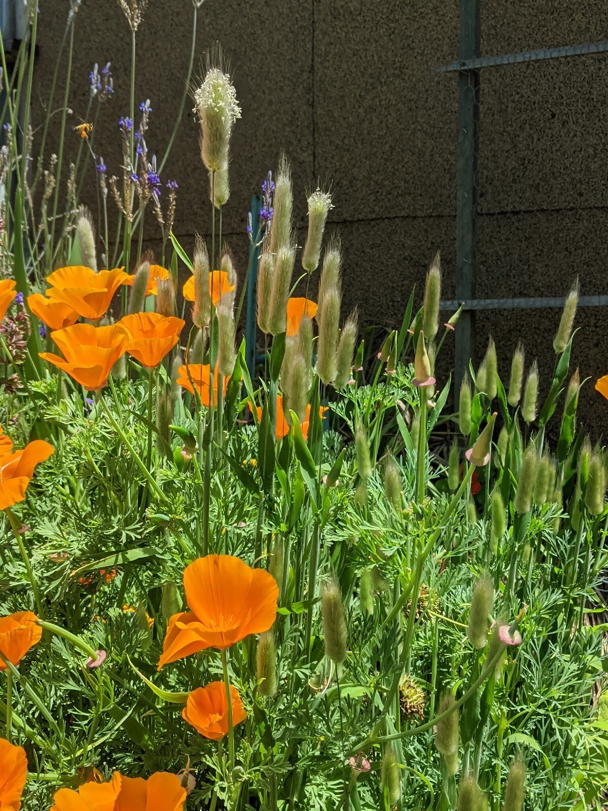 California “Gold Rush” Poppies (100+ SEEDS) Eschscholzia. USA Grown 2023 CROP