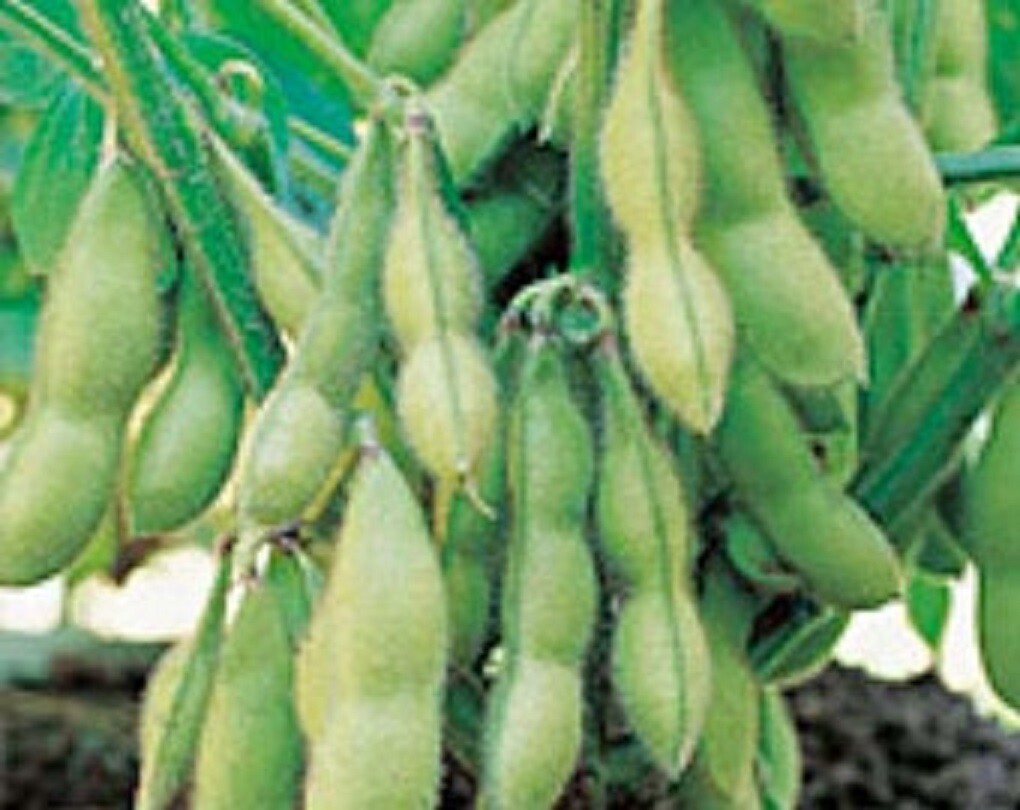 Edamame Seeds Organic Midori Giant Glycine Max Soybean Japanese Chinese Non-GMO
