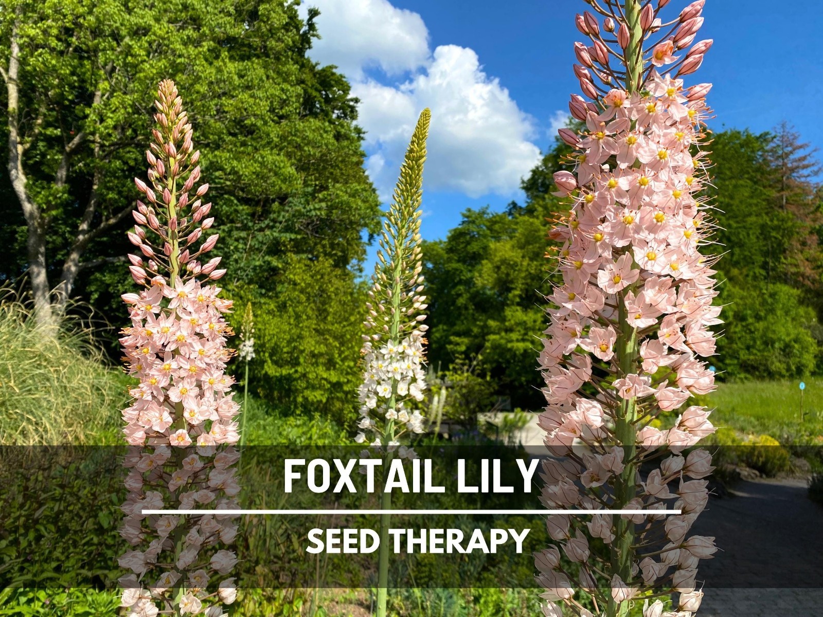 Foxtail Lily Seeds – Desert Candle, Evergreen Perennial, Towering Flowers