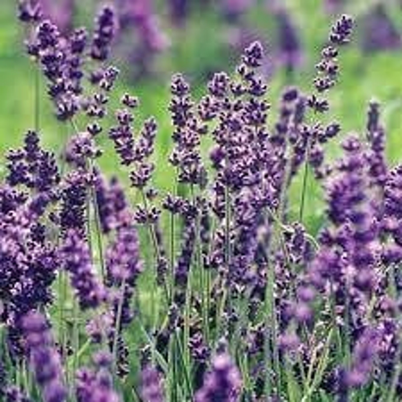 English Lavender Sweet Aromatic Flower True Lavender Heirloom Seeds – 100+