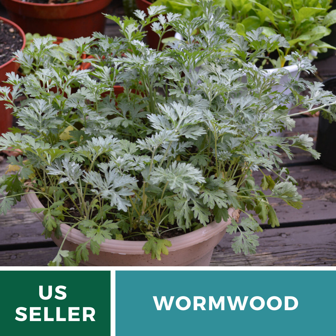 Wormwood (Artemisia Absinthium) – Medicinal Herb – Repellent – 200 seeds
