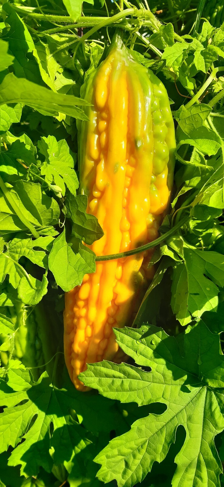 30 Pcs BitterMelon Seeds Gourd Ampalaya Seeds Fresh Harvest