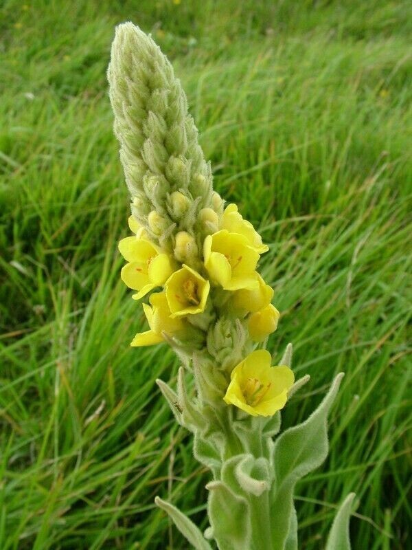 2500+ Organic Woolly Mullein Seeds ~Verbascum thapsus~ *Free US Shipping*