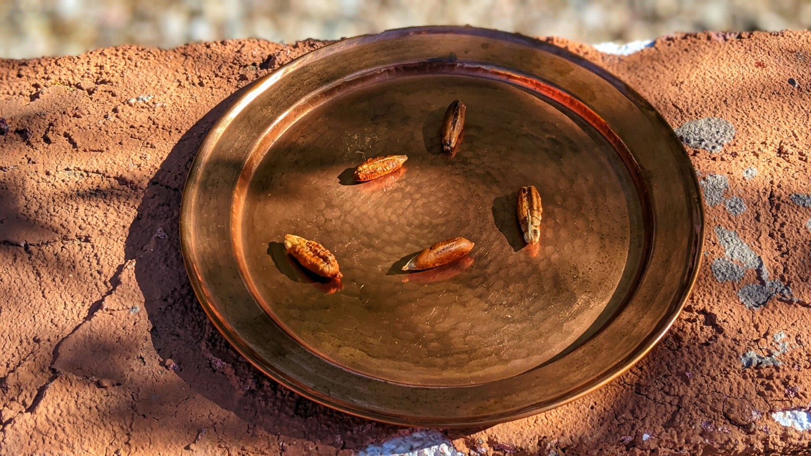 15 Medjool Date Seeds+ 5Dayri Date Palm Pits– 20Fresh SEEDS From Arizona