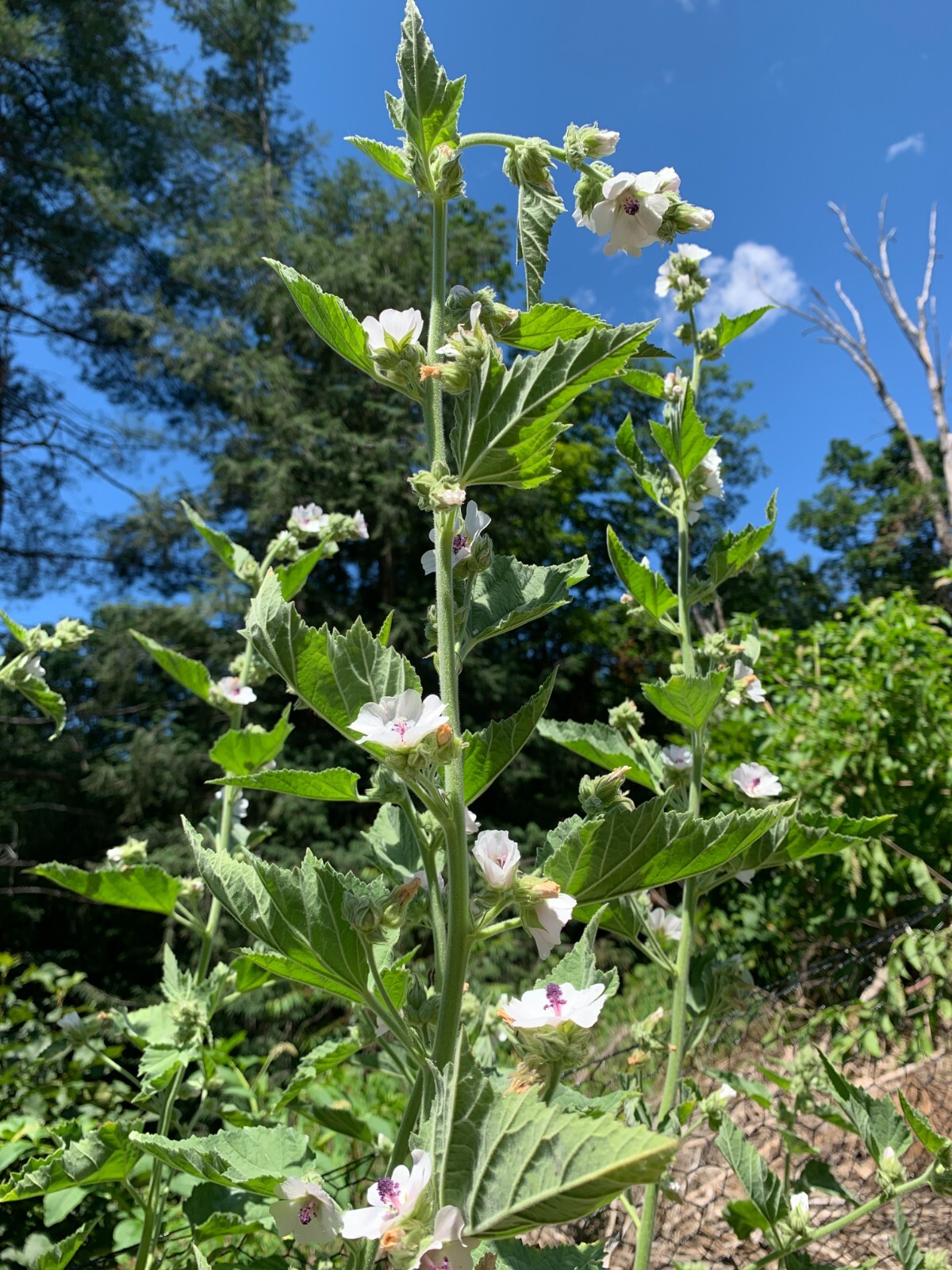 25 Organically Grown Marshmallow Seeds (Althaea Officinalis) – Medicinal Herb