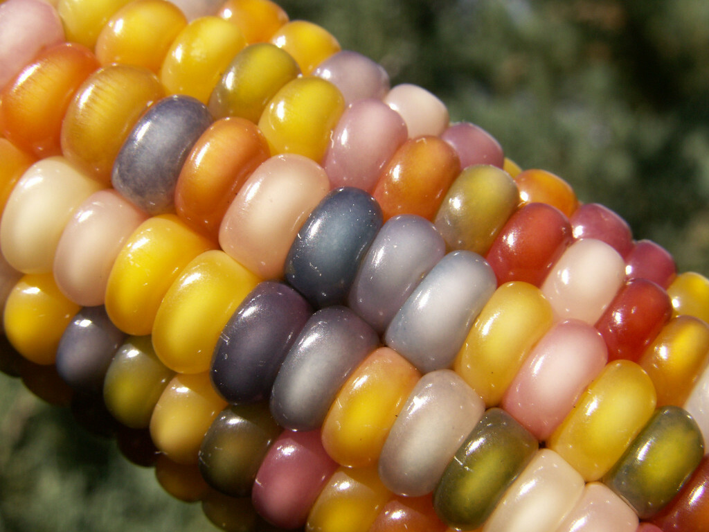 Glass Gem Corn Seeds (100+ seeds) Organic USA Grown