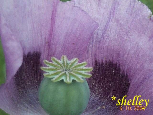 Best Seller! Tazzy Purple, Wizard Red, Afghan Pink Mix 10,000 seeds PoppyQueen👑