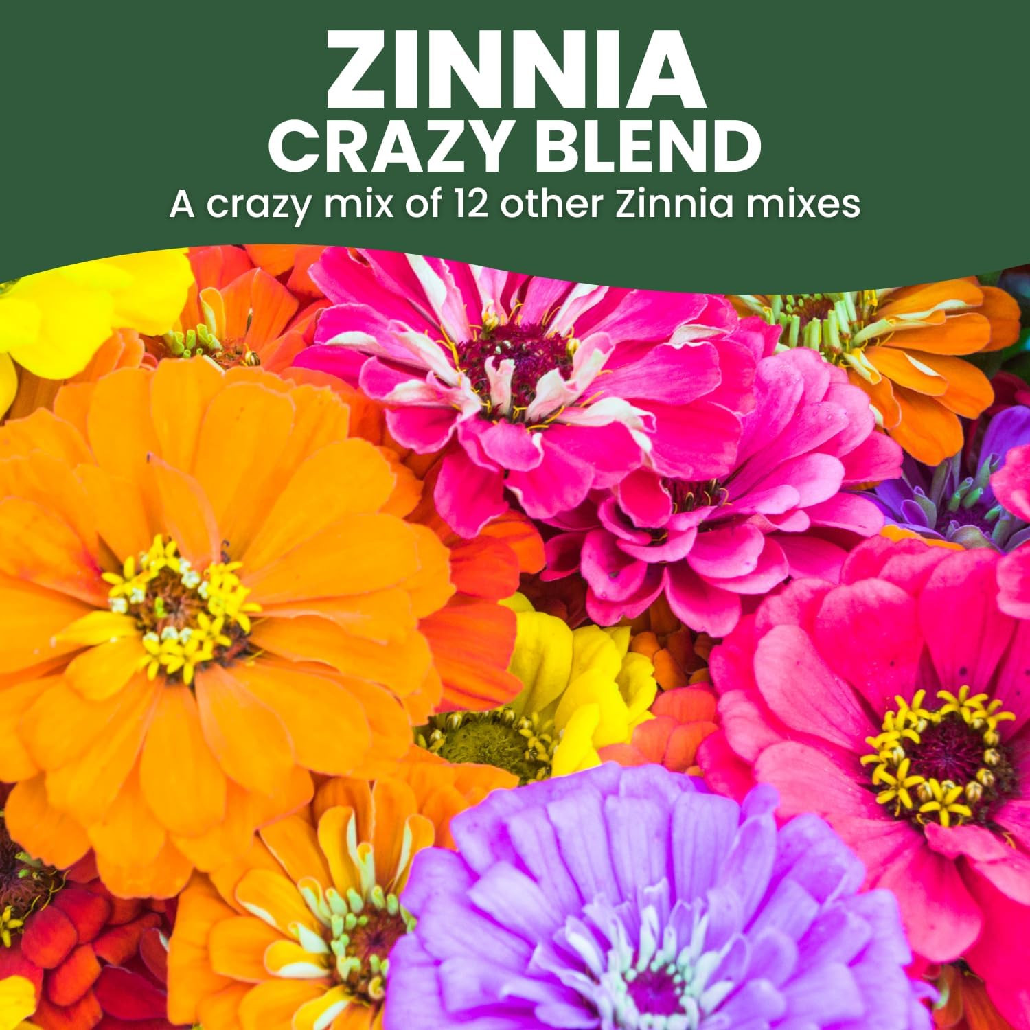 Zinnia Crazy Blend – 16,000 Seeds for Planting – 4 Ounce Pouch