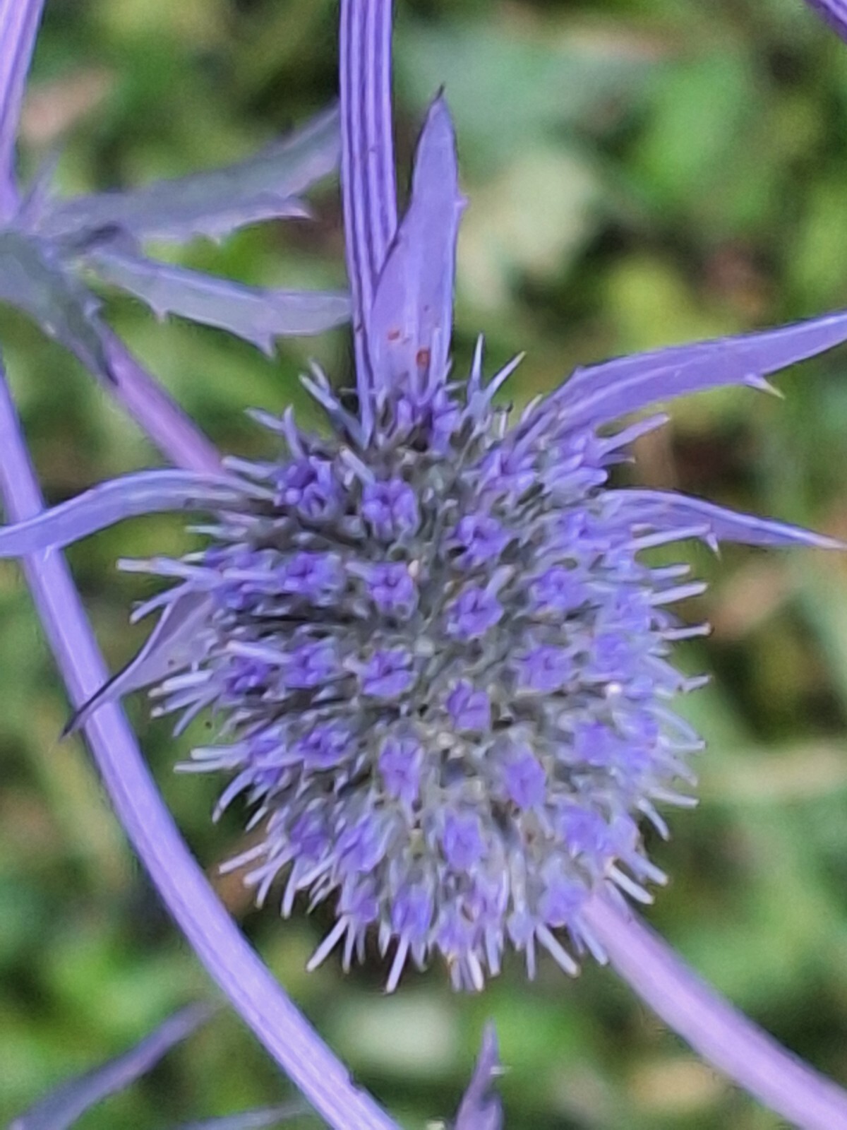 SEA HOLLY 100 SEEDS, ERYNGIUM, METALIC BLUE FLOWERS, mariesgreengarden